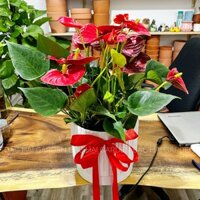 Chậu hồng môn lớn để bàn sang trọng kèm chậu men sứ- Cây nội ngoại thất phong thủy trồng nhà ở, văn phòng