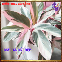 Chậu Hồng Yến Cây Nội Thất Cây Hồng Quân Tử Để Bàn Làm Việc ⏰ Hoa Mười Giờ Bonsai & Phụ Kiện