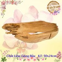 Chậu Khay Lũa Vét Hàng Trồng Trưng Ghép Lan, Sen Đá