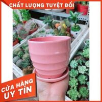 Chậu kiểu hồng có dĩa lót