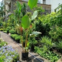 Chậu Lá Dong Bạc ( hàng đẹp .cao ) chỉ giao hoả tốc