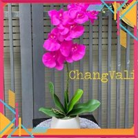 Chậu lan cao su siêu đẹp - Kho Sỉ Tuyên Quang