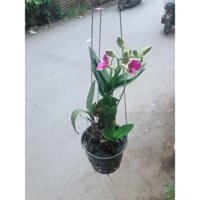 Chậu Lan Dendro Tím