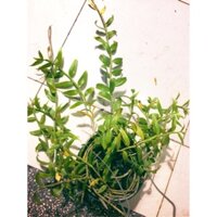 Chậu lan hạc vỹ cực nhiều thân khoẻ đẹp thuần chậu ổn định