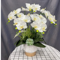 Chậu lan hồ điệp 5 cành trang trí nhà cửa, cửa hàng, phòng khách - HOA LỤA NHÀ VY