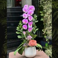 Chậu Lan Hồ Điệp Đẹp Giá Bao Nhiêu 1 Cành(1 Cây)?