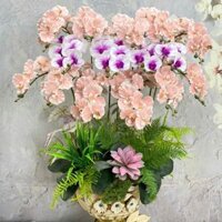 chậu lan hồ điệp giả,hoa lan hồ điệp , chậu lan có 15 cành 1 camnhf có 9 bông , cánh lan xoăn lụa bền cao cấp , Trang Tr