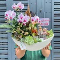 Chậu Lan Hồ Điệp Mini Hồng Nhạt Mix Sen Đá và Lũa Gỗ Để Bàn- Món Quà Kỷ Niệm Ngày Cưới Ý Nghĩa