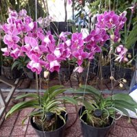 chậu lan hồ điệp mini sieu hoa