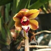 CHẬU LAN KIẾM TIÊN VŨ TRỒNG THUẦN HƠN 1 NĂM, HÀNG RỪNG, MẶT HOA SỔ + Tặng 01 cây dâu da đất( bòn bon)