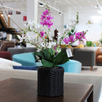 Chậu Lan Mokara - Furnist™ | Siêu Thị Nội - Ngoại Thất Hiện Đại