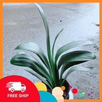 Chậu Lan Quân Tử