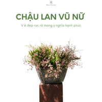 Chậu Lan Vũ Nữ - Quà Tặng Hoặc Trang Trí Trong Nhà, Phòng Làm Việc Thể Hiện Vẻ Đẹp Sang Trọng, Trang Nhã