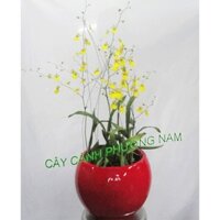 Chậu lan vũ nữ