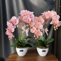 Chậu lan xoăn 2 nhánh decor quầy lễ tân, làm quà tặng, trang trí phòng khách, bàn làm việc - Tiệm hoa lụa nhà Vy