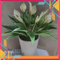 Chậu Lan Ý giả decor nội thất -chậu 3 cụm 9hoa siêu sang - Kho Sỉ Tuyên Quang
