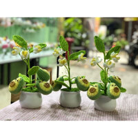 Chậu len cây bơ để bàn