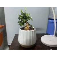 Chậu linh sam hương bông tím tiểu cảnh phật