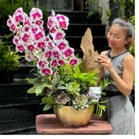 Chậu Lũa Gỗ Lan Hồ Đẹp Đột Biến Mix Sen Đá – Quà Tặng Cá Tính Mừng Sinh Nhật Sếp