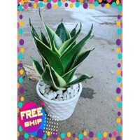 Chậu Lưỡi Hổ Thái Búp Sen