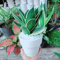 Chậu lưỡi hổ thái búp sen