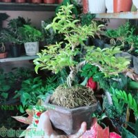 Chậu Mai Chiếu Thuỷ Bonsai