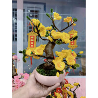 Chậu mai vàng size mini ~35cm