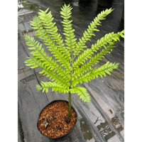 chậu mềm dương xỉ vua khỏe đẹp 🍀🍀