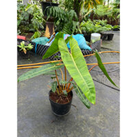 Chậu mềm Hạc Chân Cam size vừa