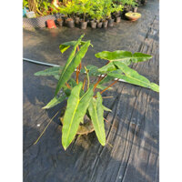 Chậu mềm Hạc Chân Cam