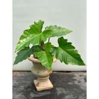 chậu mềm philodendron Subin lá 40-45cm cao 70cm