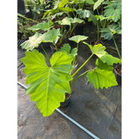 Chậu mềm Philodendron Subin khoẻ đẹp size 40-50cm