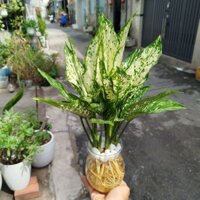 Chậu Ngọc Ngân Thủy Sinh ( chậu ngọc ngân )