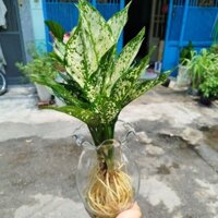 Chậu Ngọc Ngân Trồng Thủy Sinh ( Chậu cây ngọc ngân)