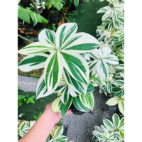 chậu nhựa chong chóng lá tròn