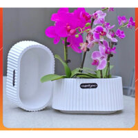 Chậu nhựa để bàn, hai lớp, chậu trồng lan, trồng hoa ban công. Chậu nhựa trắng giả sứ, gân sọc dọc