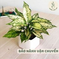 (chậu nhựa) Ngọc Ngân cây cảnh mini trồng trong nhà để bàn phong thuỷ hút tài lộc giá rẻ