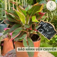 (Chậu nhựa) Phú Quý  mini để bàn trồng trong nhà phong thuỷ hút tài lộc lọc không khí giá rẻ