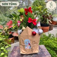 (Chậu nhựa) Sơn Tùng cây cảnh trồng trong nhà mini để bàn phong thuỷ hút tài lộc lọc không khí giá rẻ
