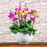 Chậu nhựa thủy canh,Chậu trồng cây,trồng rau tự hấp thụ nước,Bể nuôi cá cỡ lớn nhựa trong suốt dày,đẹp
