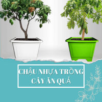 Chậu nhựa trồng cây ăn quả vuông cao, (D63xR48xC46cm) chậu nhựa siêu to trồng cây ăn trái nhựa dày bền đẹp, giá rẻ