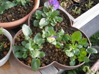 Chậu nhựa trồng cây cảnh 03 khoang Yamada 4L - Nhập khẩu trực tiếp từ Nhật Bản - 1 chiếc