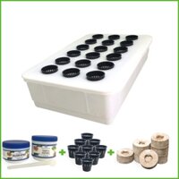 Chậu nhựa trồng rau đơn gian tại nhà