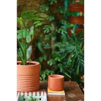 Chậu Nồi Hoa Cúc _ Chậu Gốm Đất Nung Trồng Cây Size 13Ccm _ Gốm Sứ Sân Vườn – Decor văn phòng