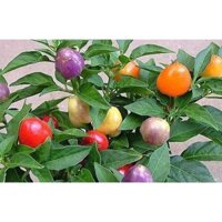 CHẬU  ỚT CẢNH QUẢ TRÒN ĐẸP NHƯ ẢNH