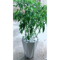 Chậu Ớt Hiểm