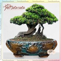 Chậu Oval Lớn Vân Đôi Rồng Trồng Cây Xanh Bonsai - chậu sứ tiệm chuồn chuồn Bát TRàng