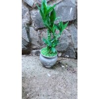Chậu Phát Tài Giò Gà 3 Thân