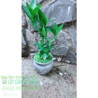 Chậu Phát Tài Giò Gà 3 Thân