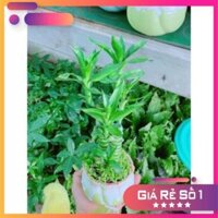 Chậu phát tài giò gà hay chân gà